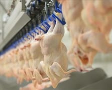 Tavuk eti üretimi Kasım 2025'te aylık yüzde 5,5 azaldı, yıllık yüzde 7,9 arttı