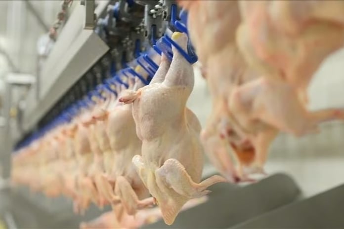 Tavuk eti üretimi Kasım 2025'te aylık yüzde 5,5 azaldı, yıllık yüzde 7,9 arttı