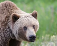 Kanada'nın Bella Coola bölgesinde öğrenci grubuna ayı saldırdı