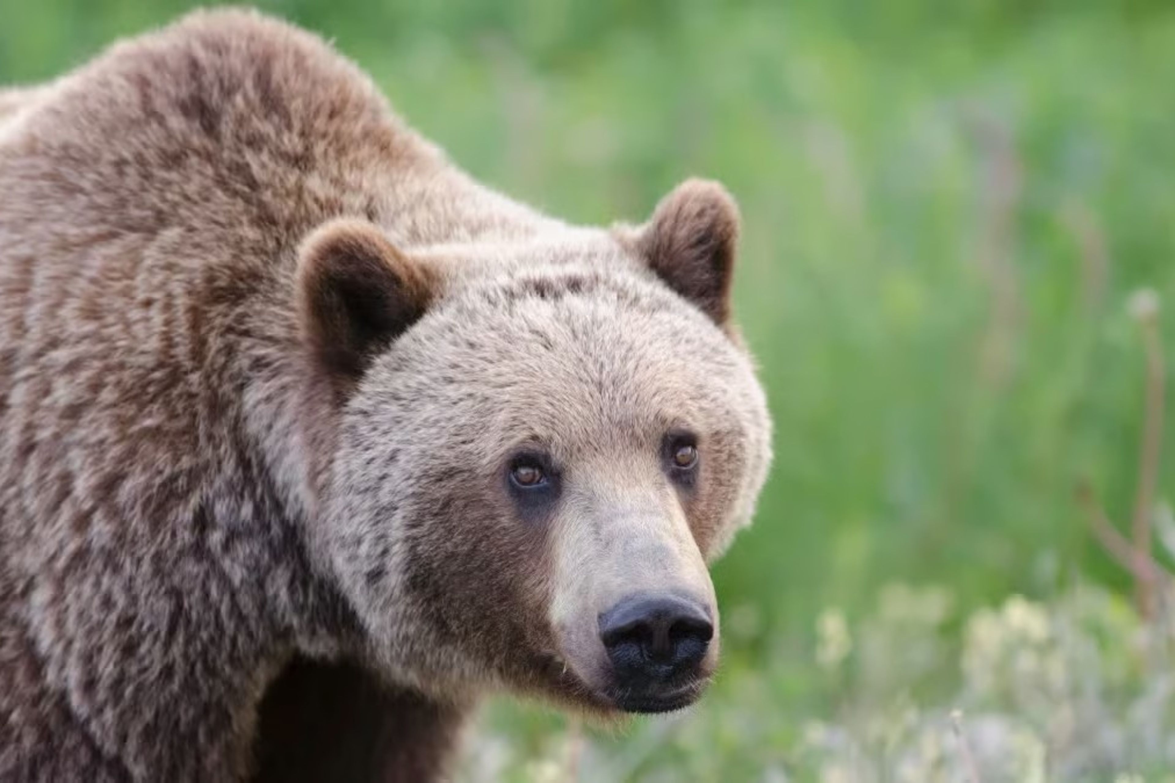 Kanada'nın Bella Coola bölgesinde öğrenci grubuna ayı saldırdı
