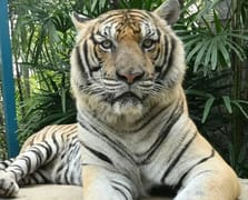 Tayland’da turistik parkta 72 kaplan öldü