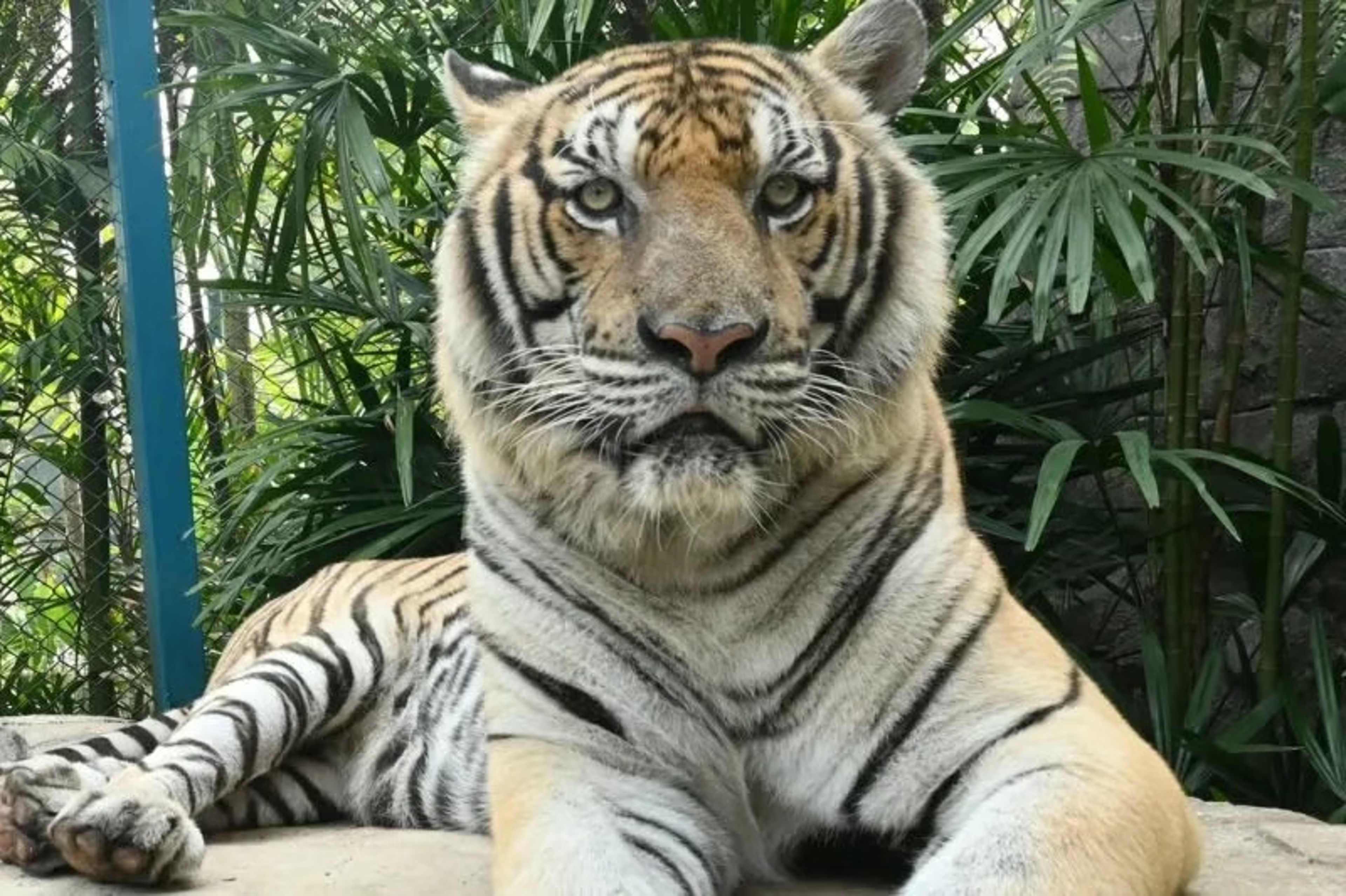 Tayland’da turistik parkta 72 kaplan öldü