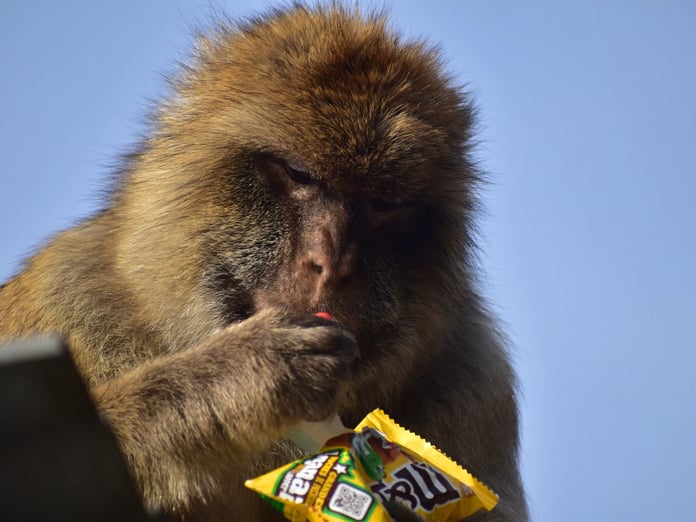 Cebelitarık'ta maymunlardan sağlıksız yiyeceklere doğal çözüm