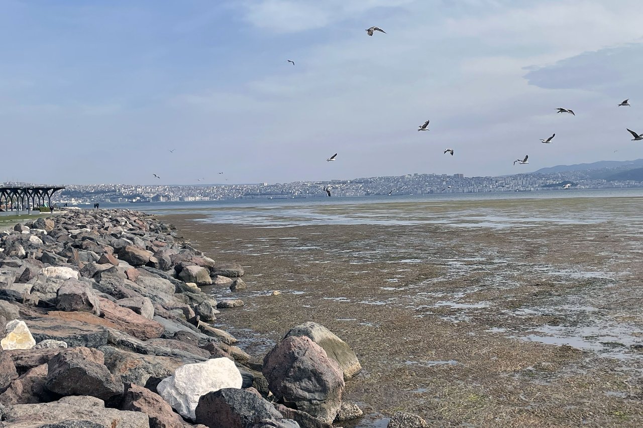 İzmir maviyi unuttu! Körfezi yosun kapladı