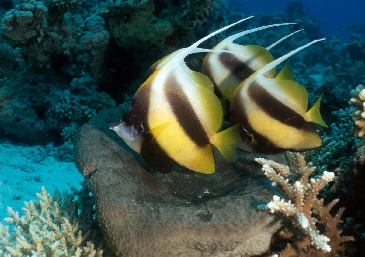 Kızıldeniz'in altındaki harikalar diyarı