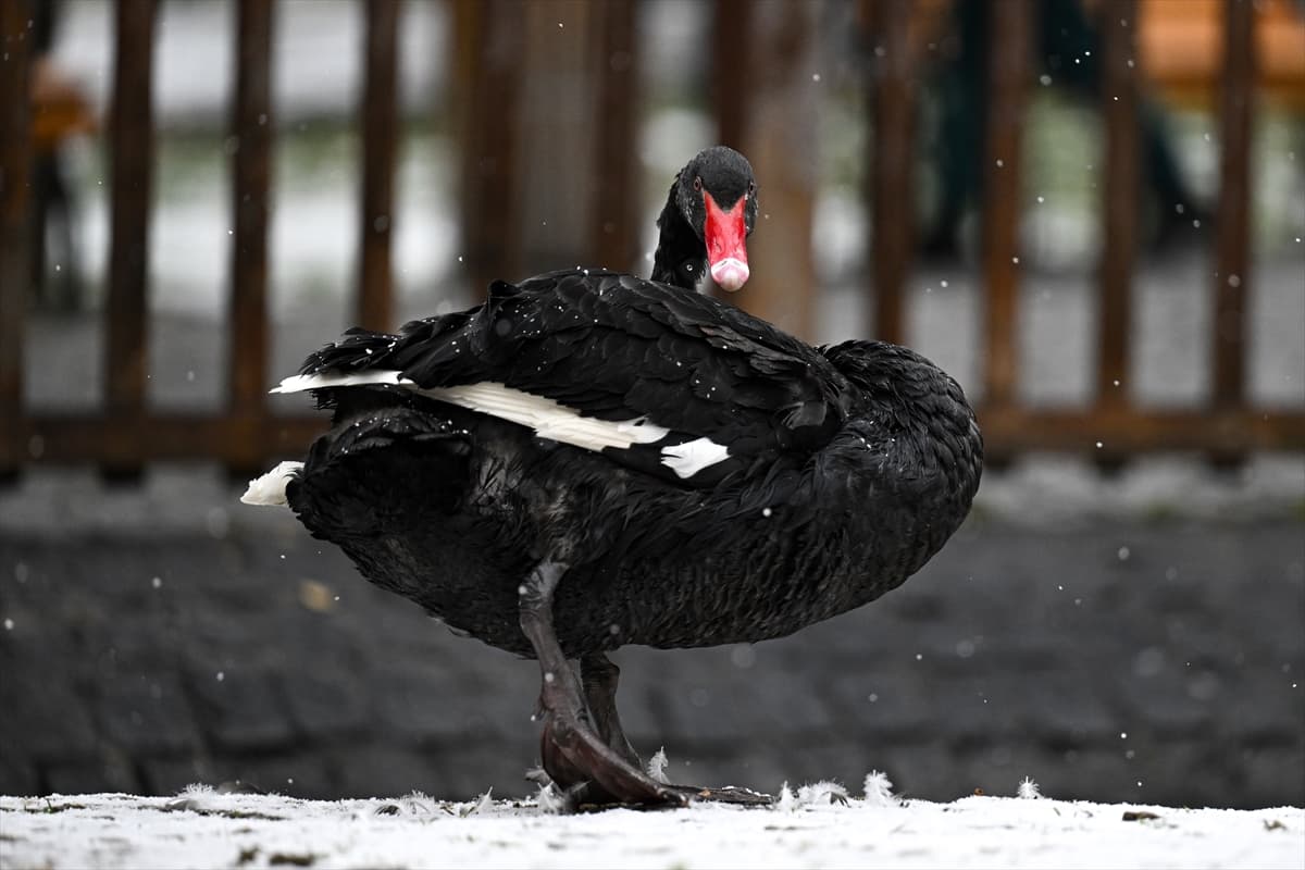 Ankara’nın sembolü Kuğulu Park’ta kış manzarası