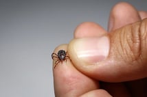 Vücuduna tırmanan keneyi görüntüledi: Köpekler gibi koku alıp üzerimize geliyor