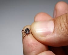 Vücuduna tırmanan keneyi görüntüledi: Köpekler gibi koku alıp üzerimize geliyor