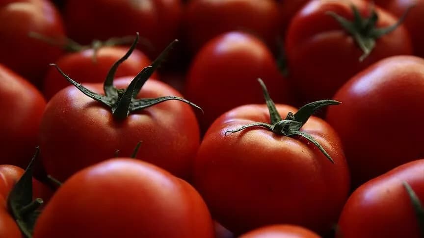 Marketlerden alınan domateslerde pestisit analizi