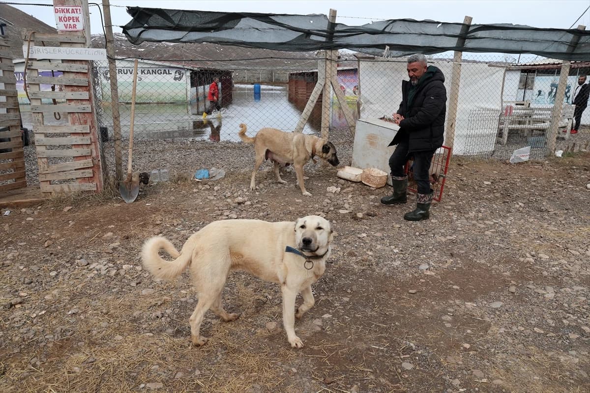 Sivas'ta karların erimesiyle Kangal köpeği çiftliğini su bastı
