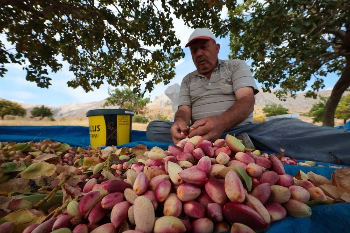 Malatya'da fıstık hasadı heyecanı