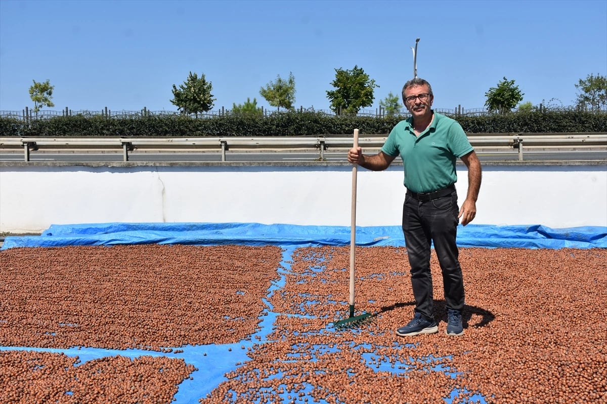 Karadeniz Sahil Yolu fındık harmanlarıyla süslendi