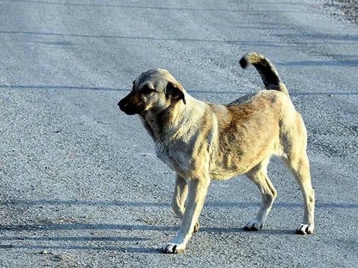 Konya'da sahibinin sokağa bıraktığı köpek bir kişiyi ısırdı
