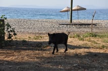 Başıboş domuzlar köpeklere saldırmaya başladı