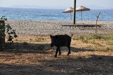 Başıboş domuzlar köpeklere saldırmaya başladı