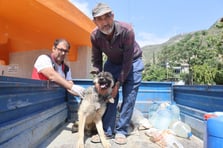 Hatay’da kuduz alarmı: 4 mahalle karantinada