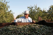 İngiltere’de Filistin dayanışması gıda satışlarını artırdı