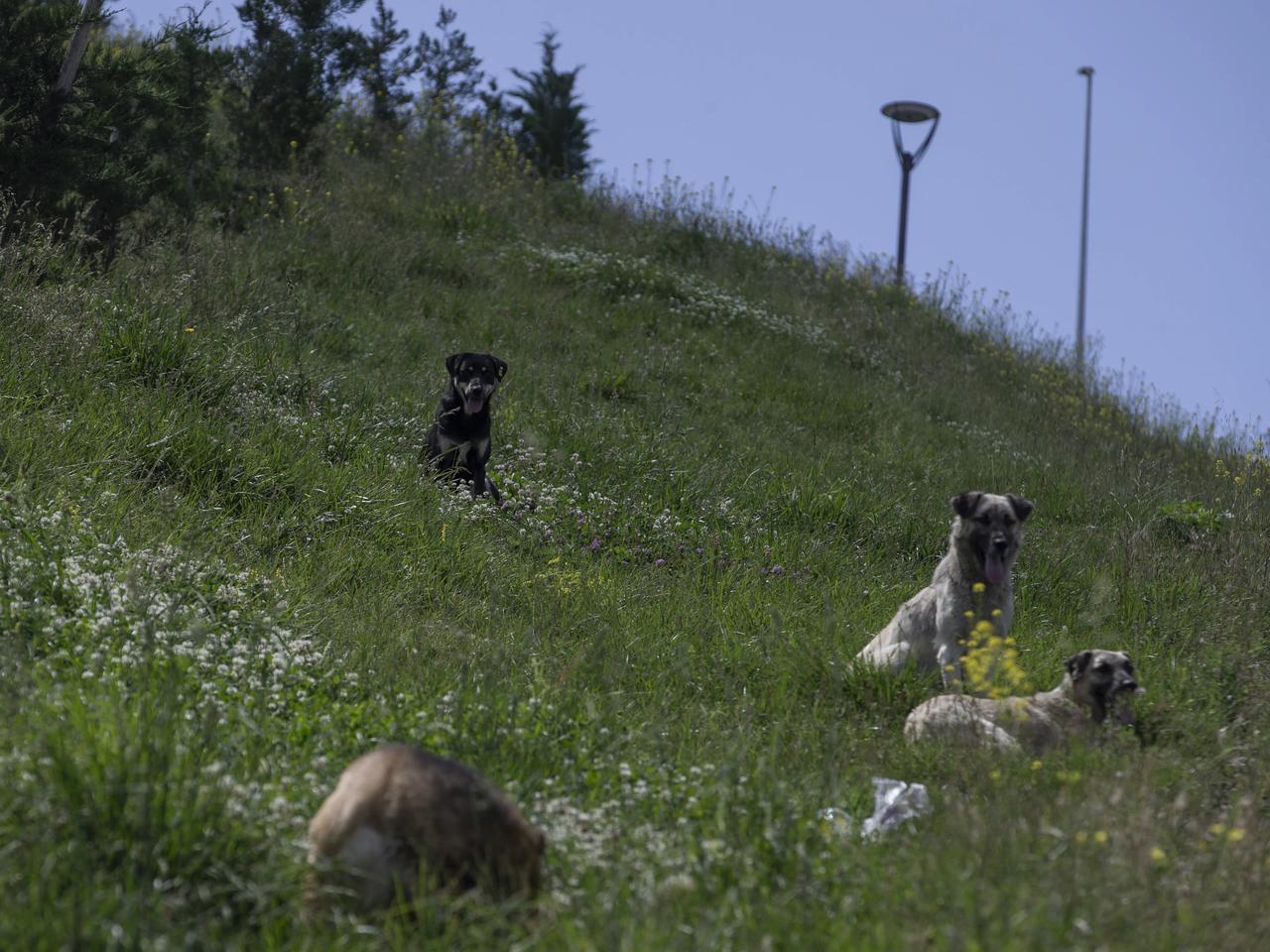Başıboş köpeklerin saldırısından sakinliğiyle kurtuldu