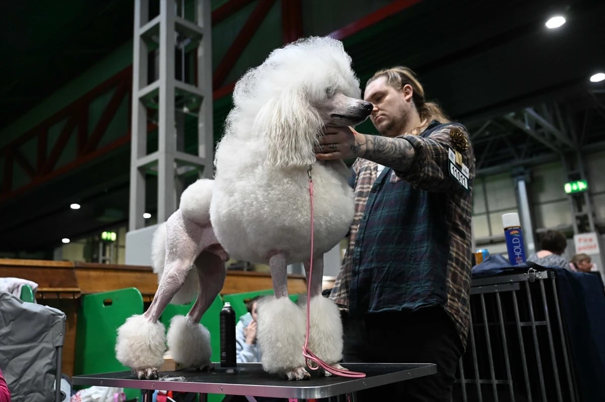Dünyanın en büyük köpek gösterisi Crufts Birmingham'da devam ediyor