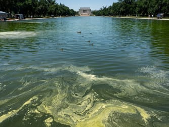 Trump's $14M Reflecting Pool Renovation Fails to Stop Algae