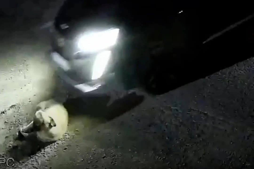 Yolda yatan köpeği ezdi