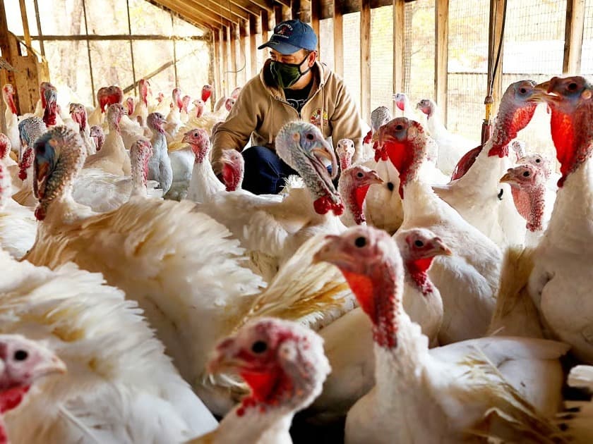 ABD'de yüzlerce hindi çalındı