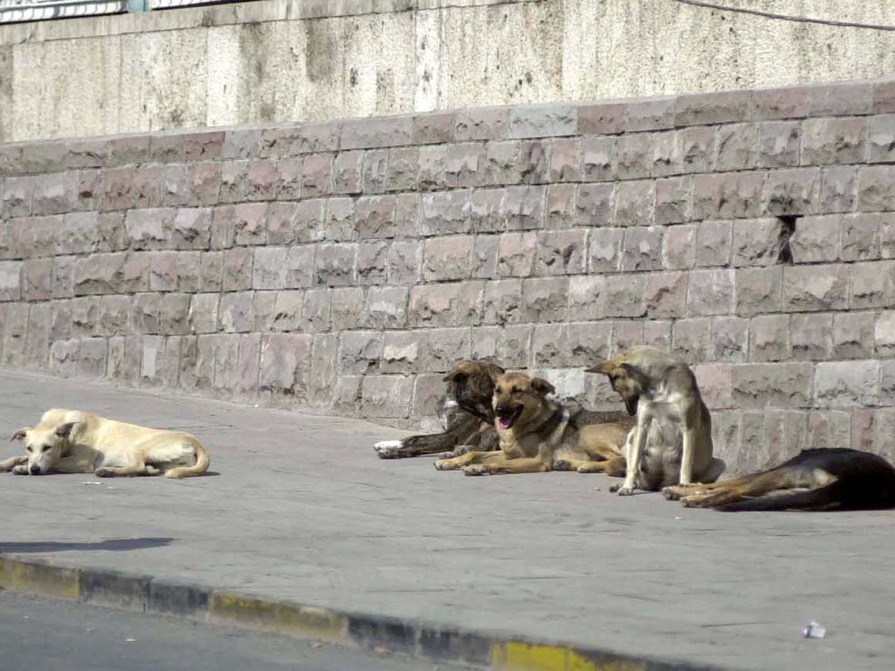 Başkentte başıboş köpek dehşeti