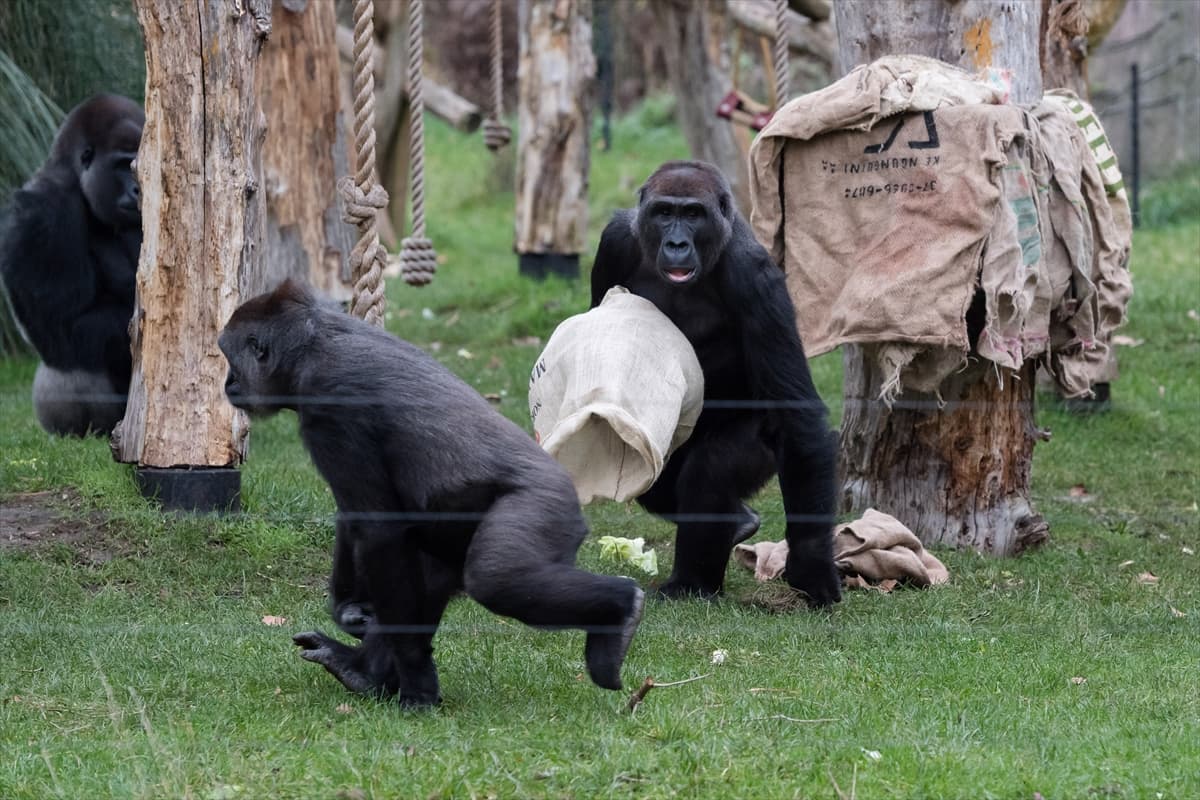 London Zoo’da maymunlara Noel sürprizi