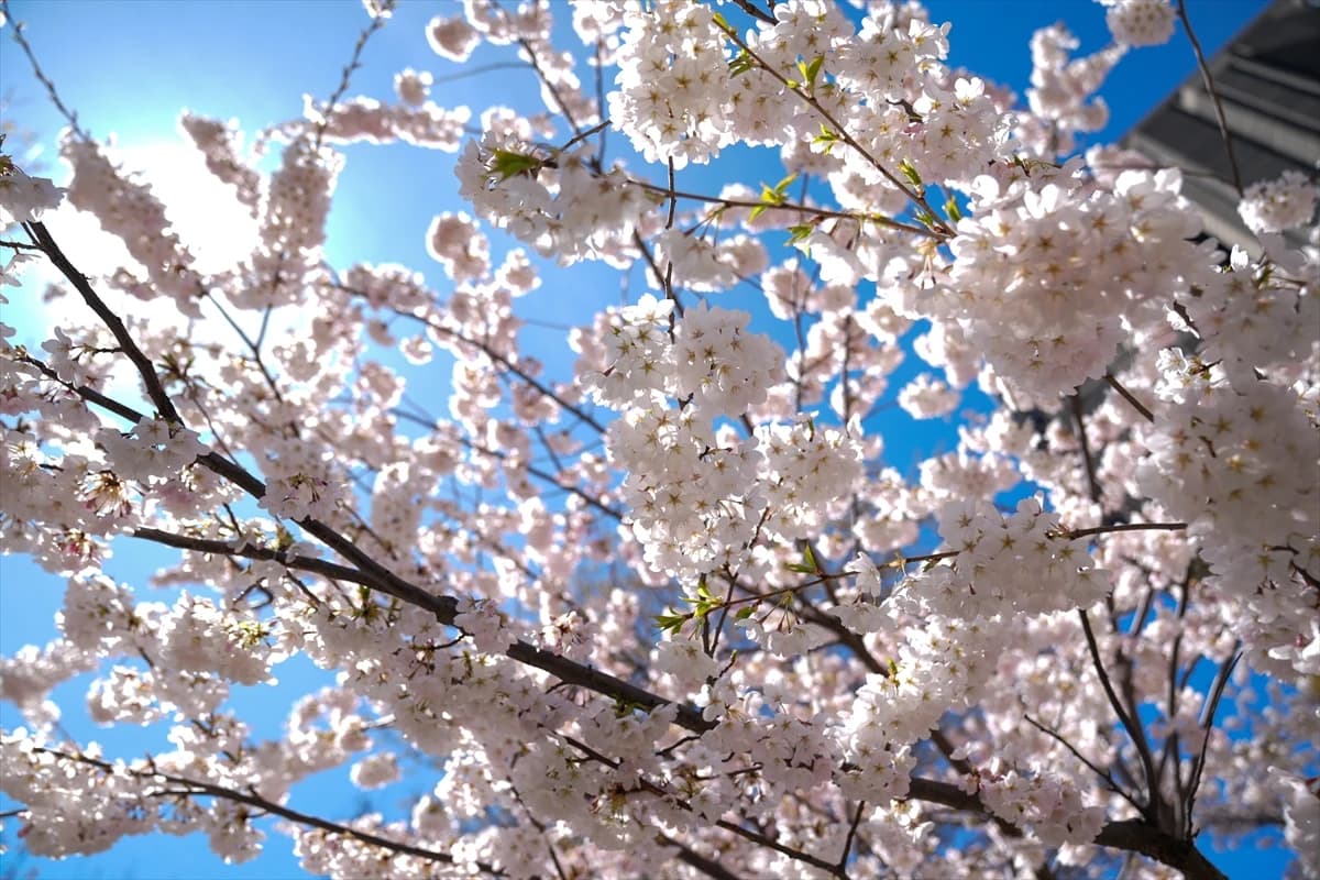 Toronto'da Japon esintisi | Dört bir yanı sardılar...