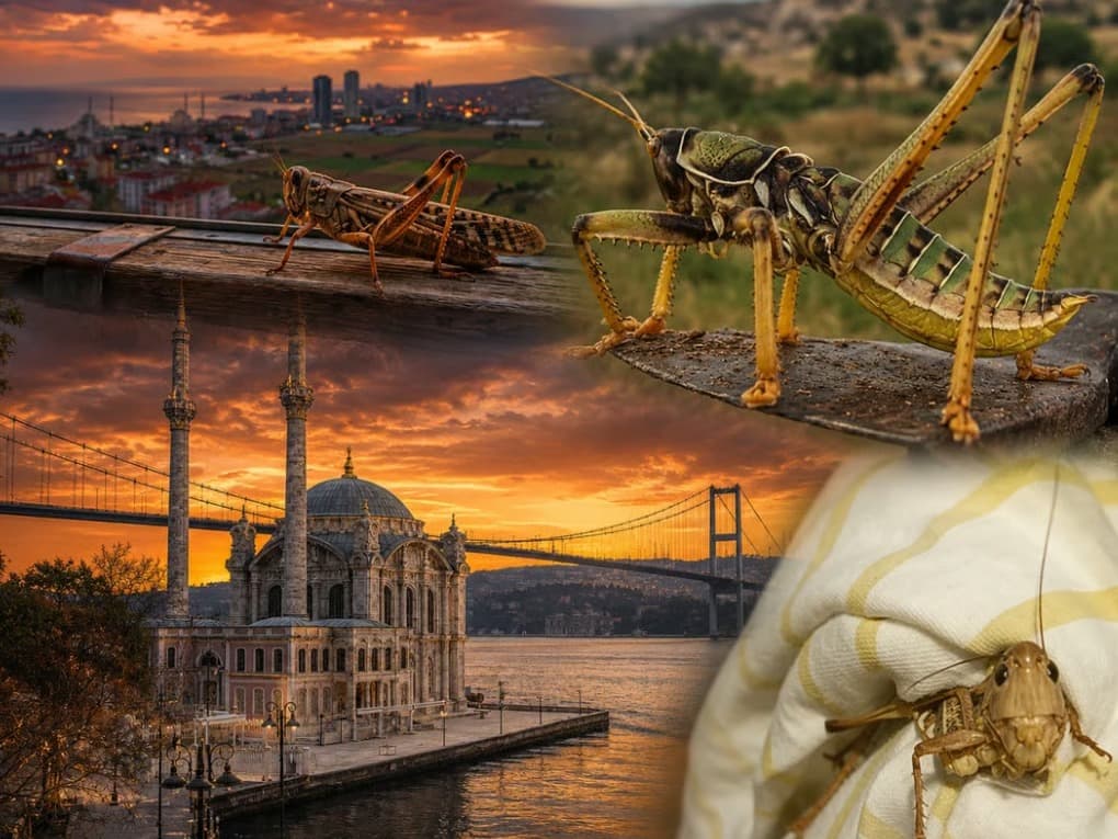 Yetkili isimden dev çekirge açıklaması!