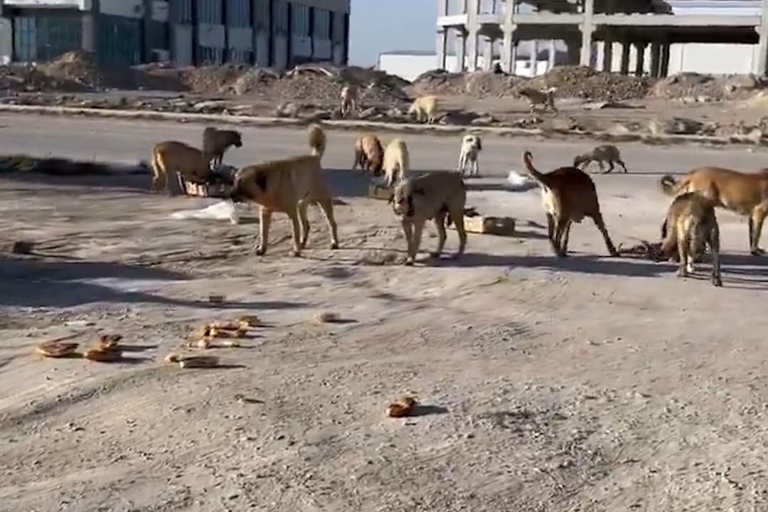 Başıboş köpekler kanlı etle besleniyor