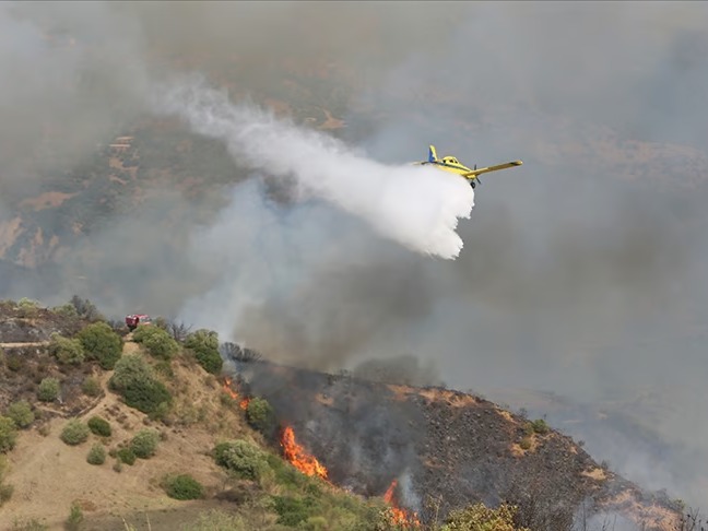 Cezayir'in orman yangınlarıyla mücadelesi devam ediyor
