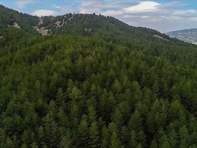 Ormanların korunması ve yönetimi için 6 ayda yaklaşık 10,9 milyar lira harcandı