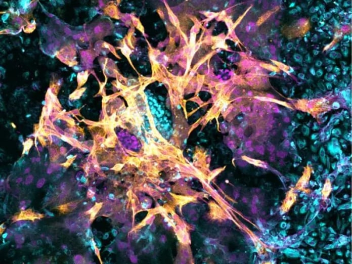 Hamileliğin gizli evreleri aydınlandı: Laboratuvarda yapay rahim dokusu üretildi