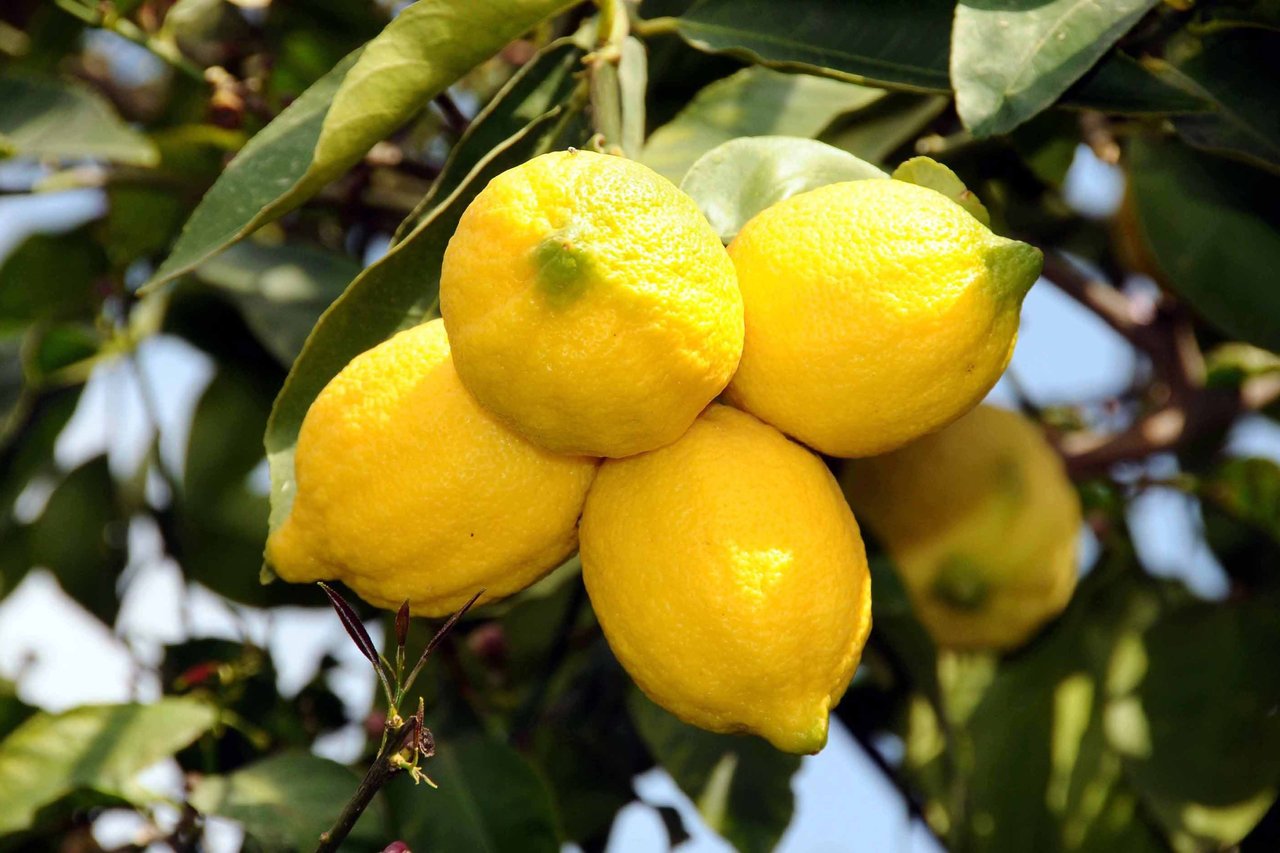 Limon ihracatı geçici süreyle durduruldu