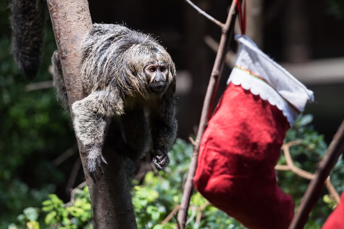 London Zoo’da maymunlara Noel sürprizi