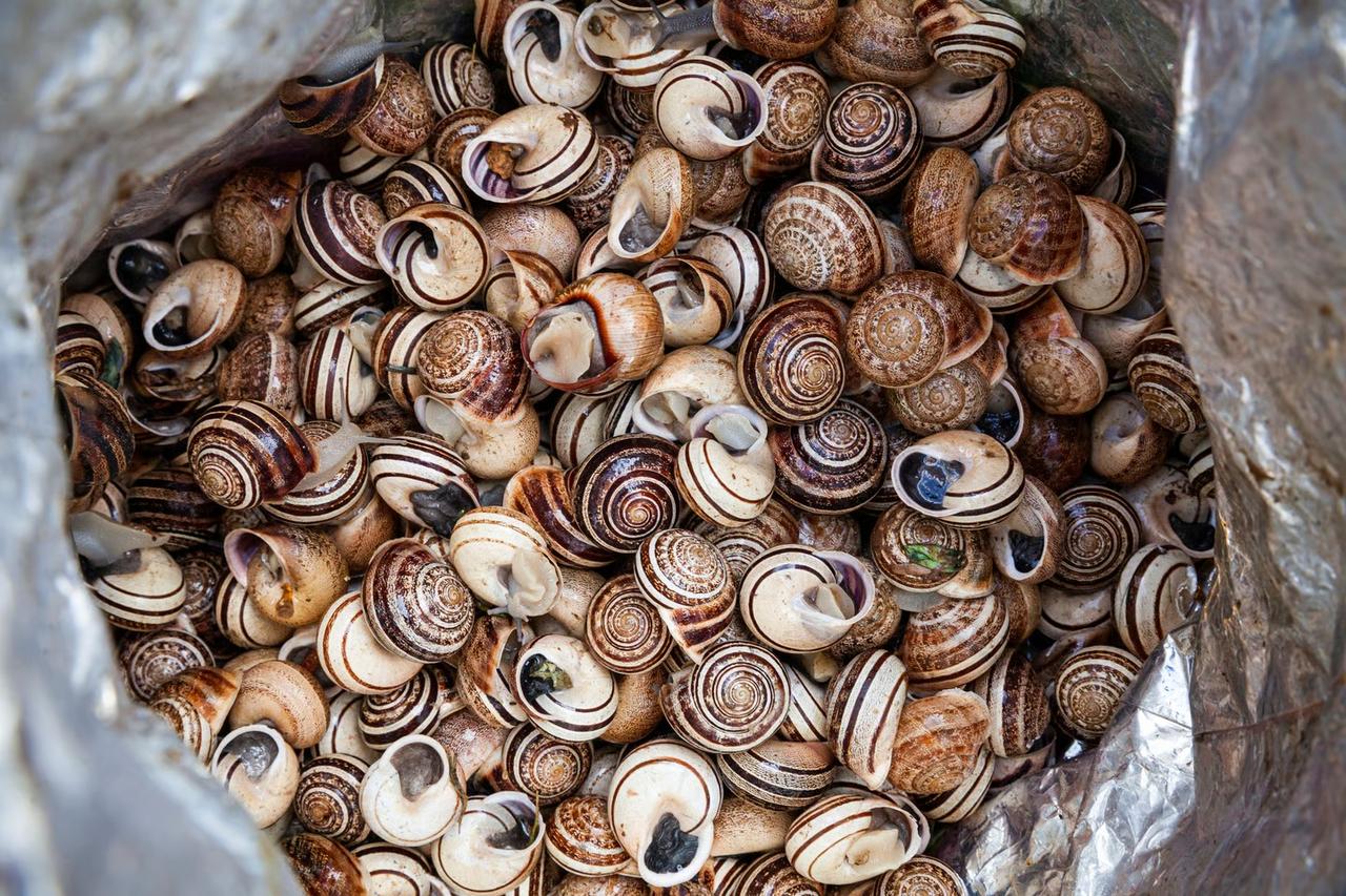 Fransa'da 90 bin euro değerinde salyangoz çalındı