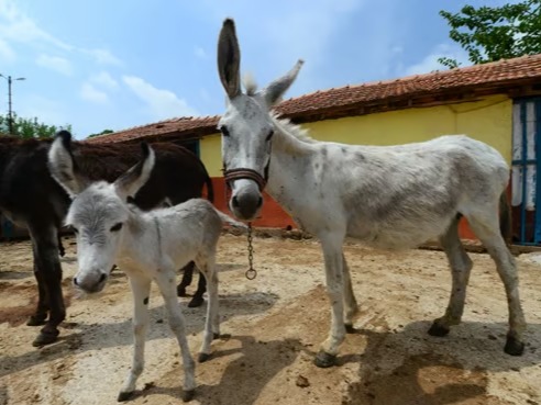 Türkiye'de tek tırnaklı hayvan varlığı 20 yılda rekor seviyede azaldı