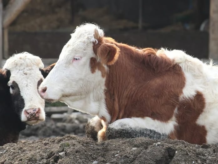 Güney Afrika’da şap alarmı: Ulusal afet ilan edildi