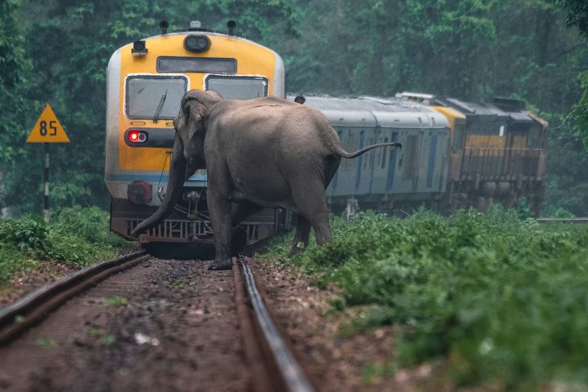 Hindistan'da fil sürüsüne tren çarptı