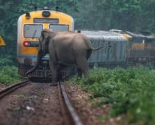 Hindistan'da trenin çarptığı 7 fil telef oldu