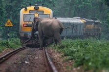 Hindistan'da trenin çarptığı 7 fil telef oldu