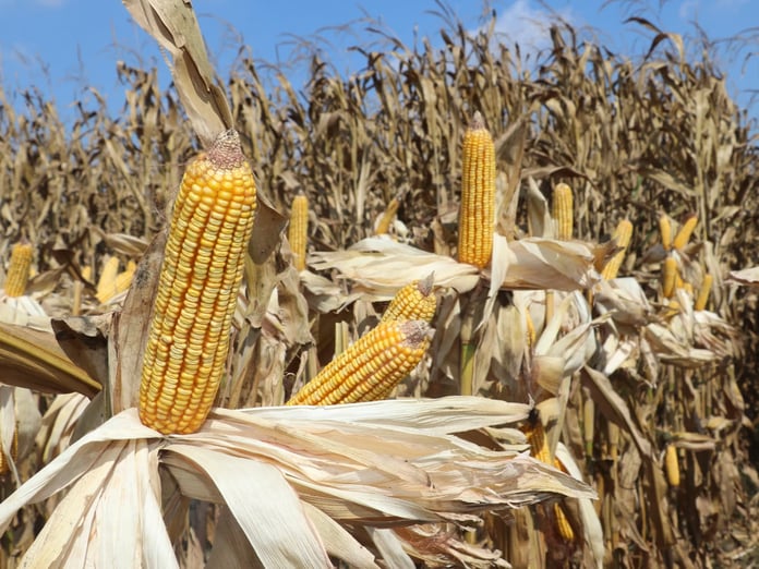 Ticaret Bakanlığından mısır ithalatı hamlesi! Vergi oranı yüzde 5'e çekildi
