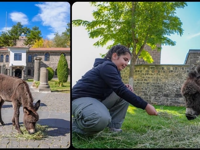 Müze bahçesinde koruma altına alınan sıpa “Midas” ziyaretçilerin sevgisini kazandı