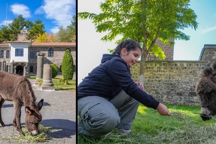 Müze bahçesinde koruma altına alınan sıpa “Midas” ziyaretçilerin sevgisini kazandı