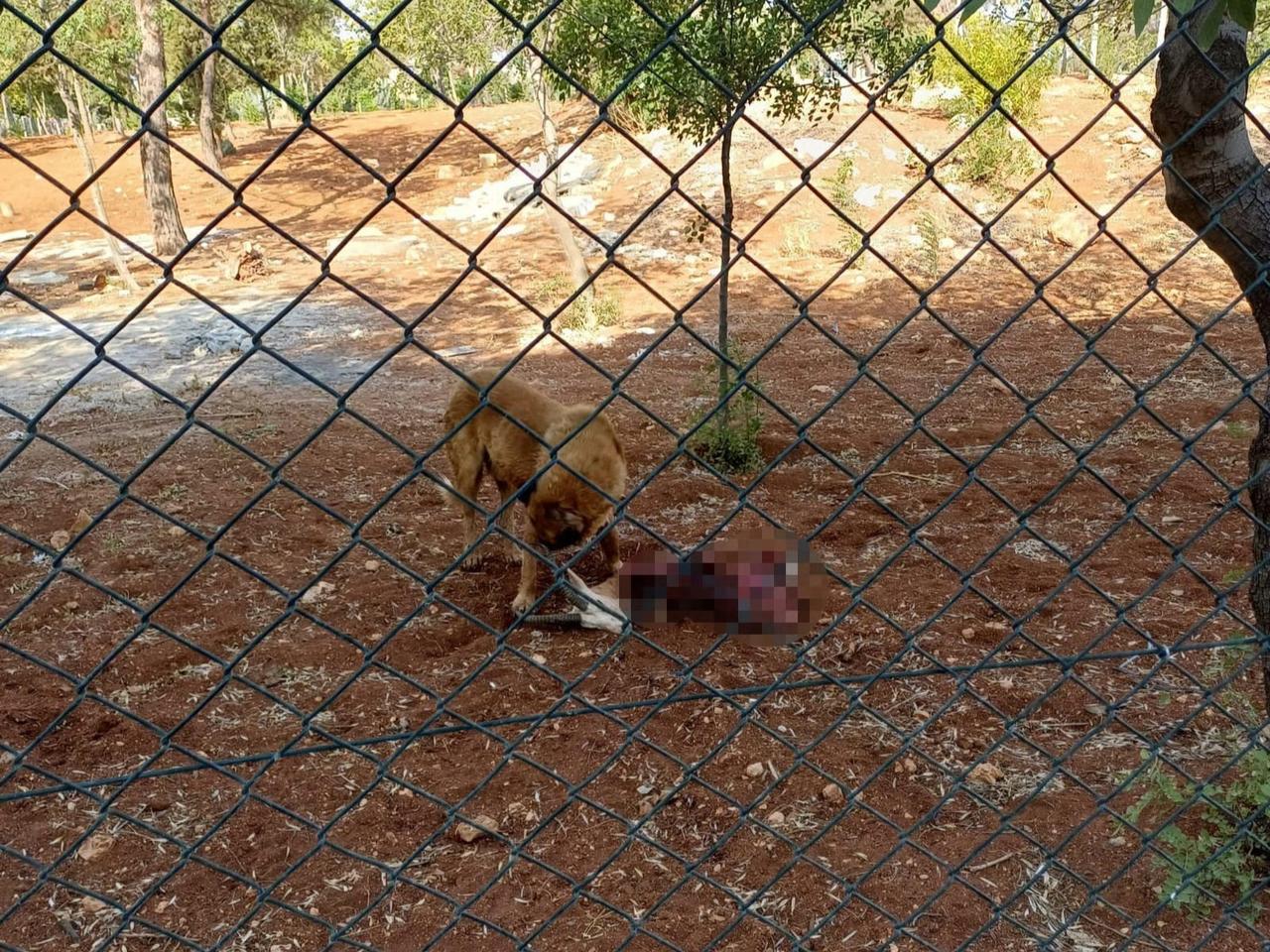 Başıboş köpekler ceylanları parçaladı