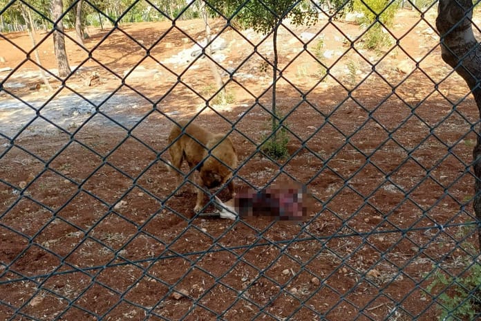 Başıboş köpek sorunu devam ediyor: Kuduz köpekler 2 ceylanı telef etti!