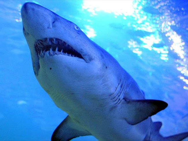 Sydney'de köpek balığı alarmı: 1 kişi öldü, 2 plaj kapatıldı