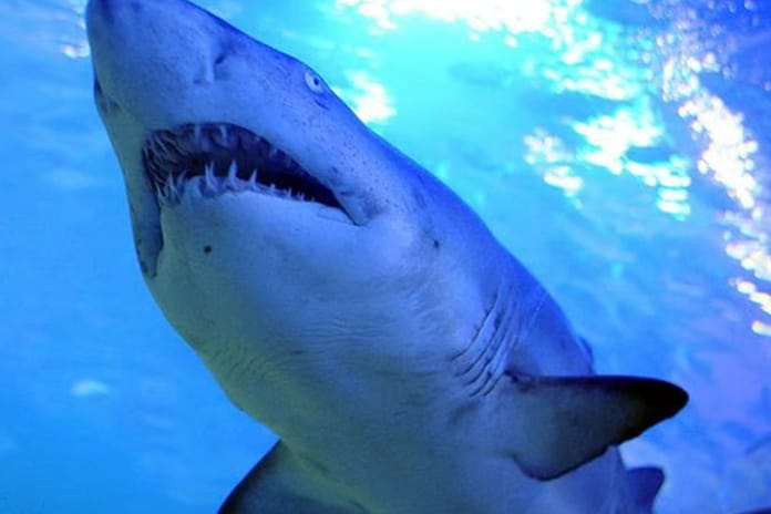 Sydney'de köpek balığı alarmı: 1 kişi öldü, 2 plaj kapatıldı