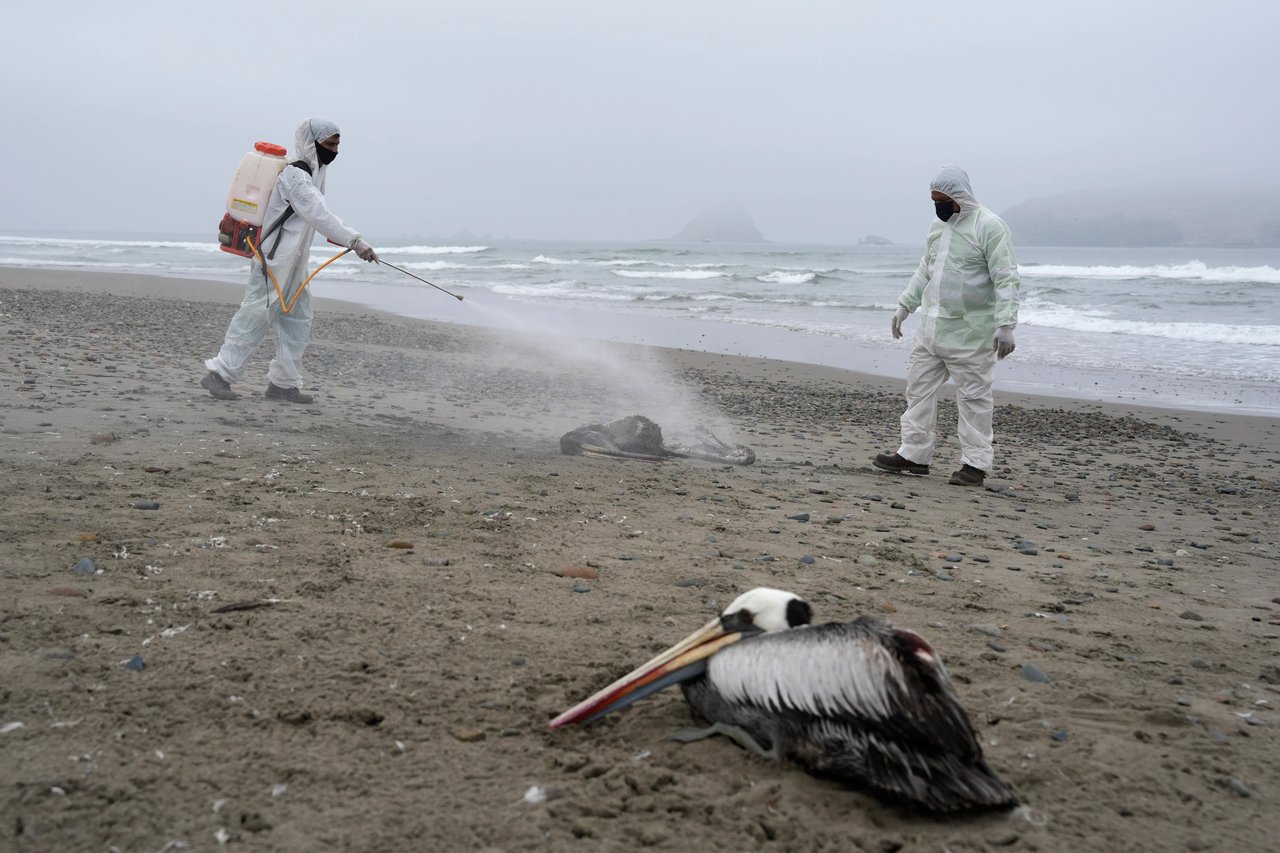 ABD'de Kuş Gribi can aldı